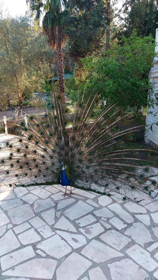 Angels Garden Hotel Kumluca Buitenkant foto